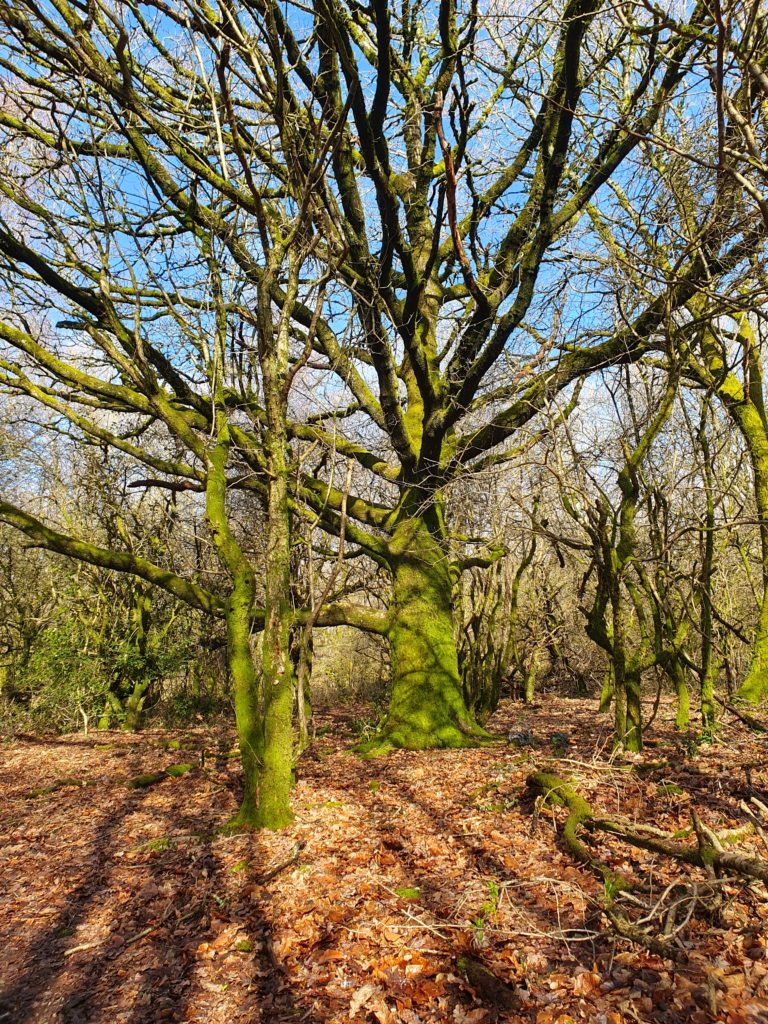 Take time for a spot of mindfulness and forest bathing in the woods of the South Downs